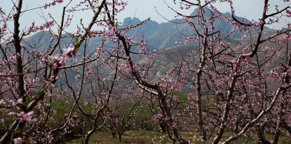 桃花源 摄影 小溪潺潺