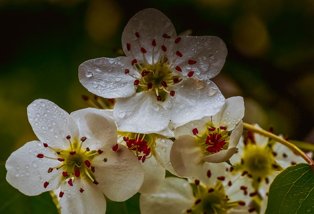 青岛雨中的梨花 摄影 qdzp