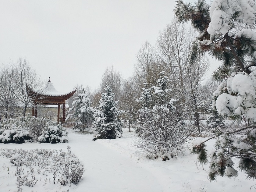 春雪 摄影 远方的家园