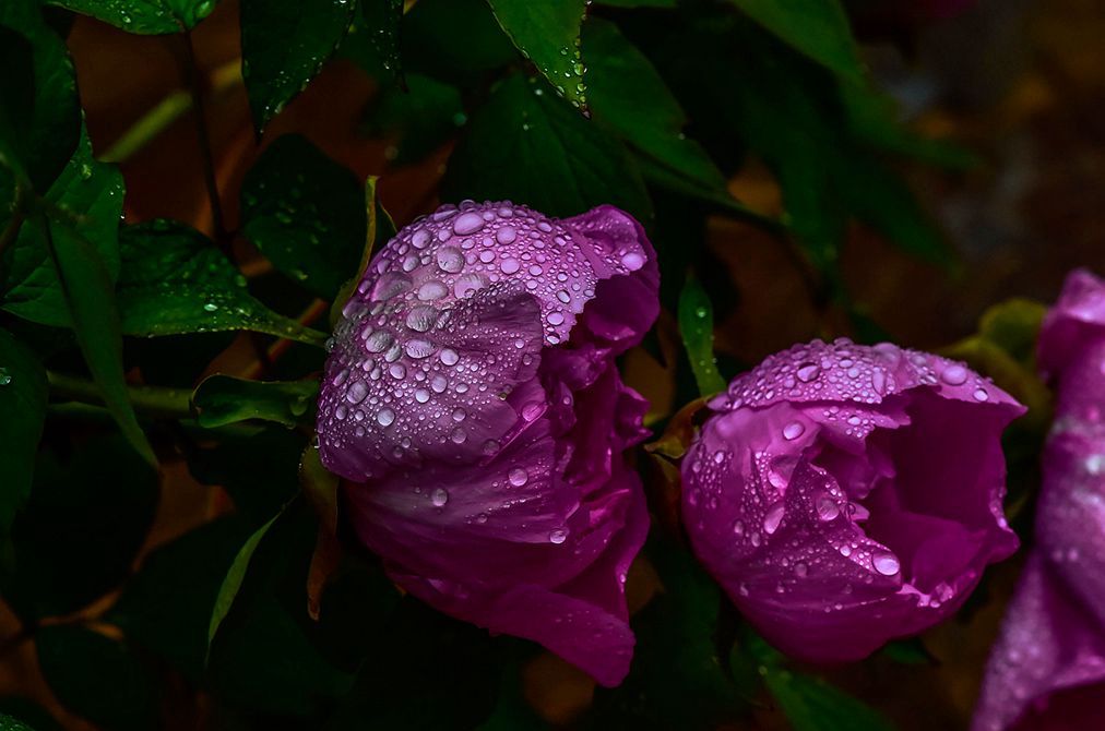 青岛雨中的牡丹 摄影 qdzp