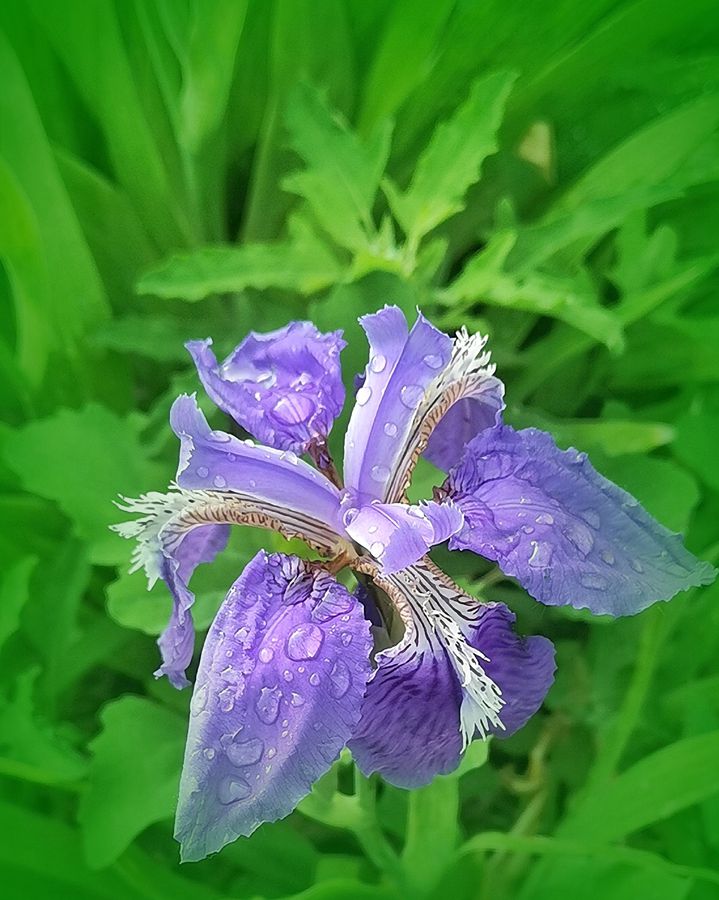 花卉习作 摄影 说三道四