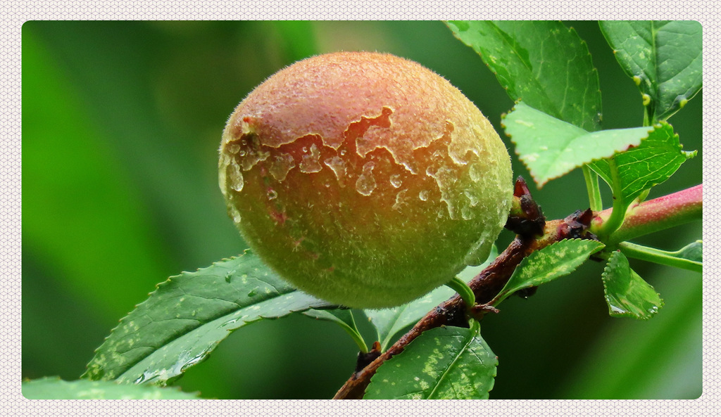 雨雕 摄影 丙戌八月