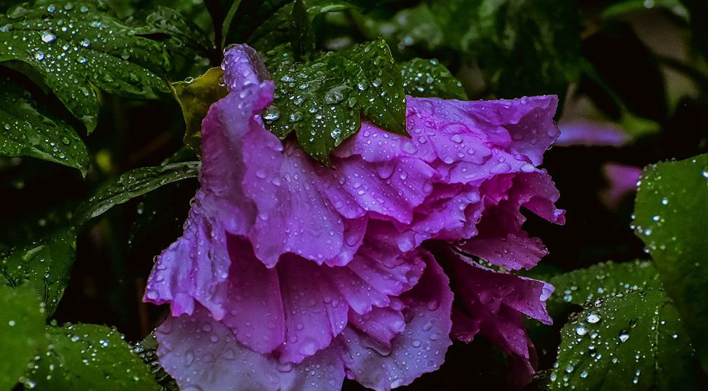 青岛雨中的芍药 摄影 qdzp