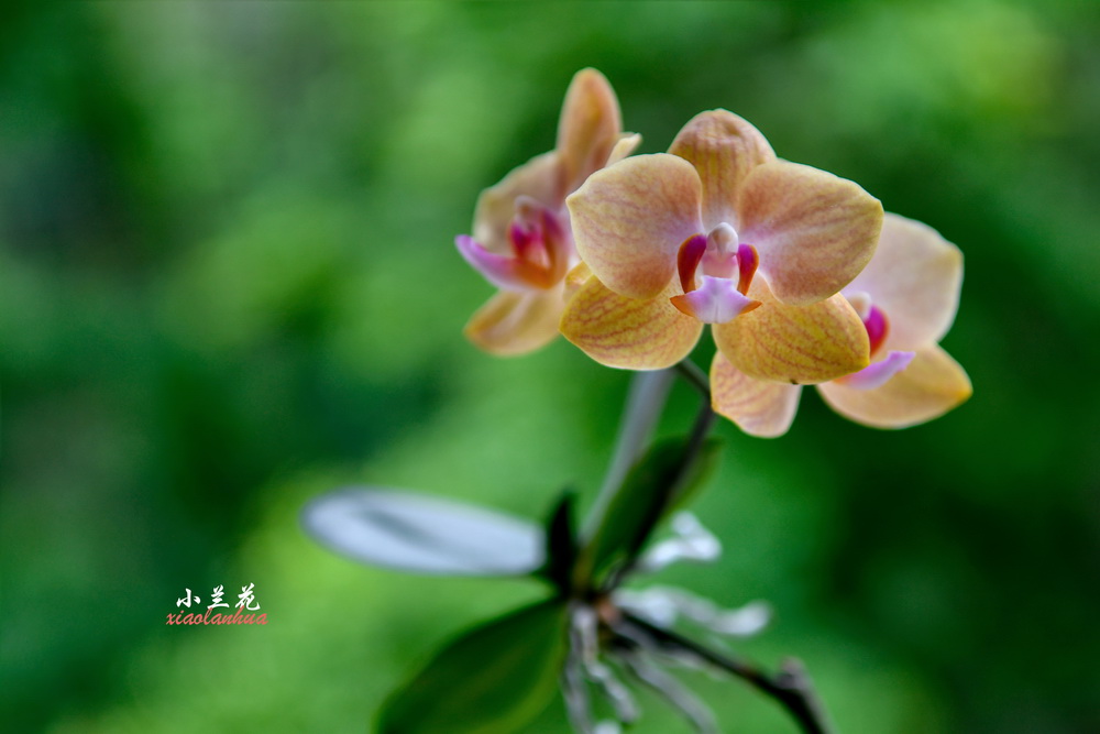 小兰花2 摄影 峡山