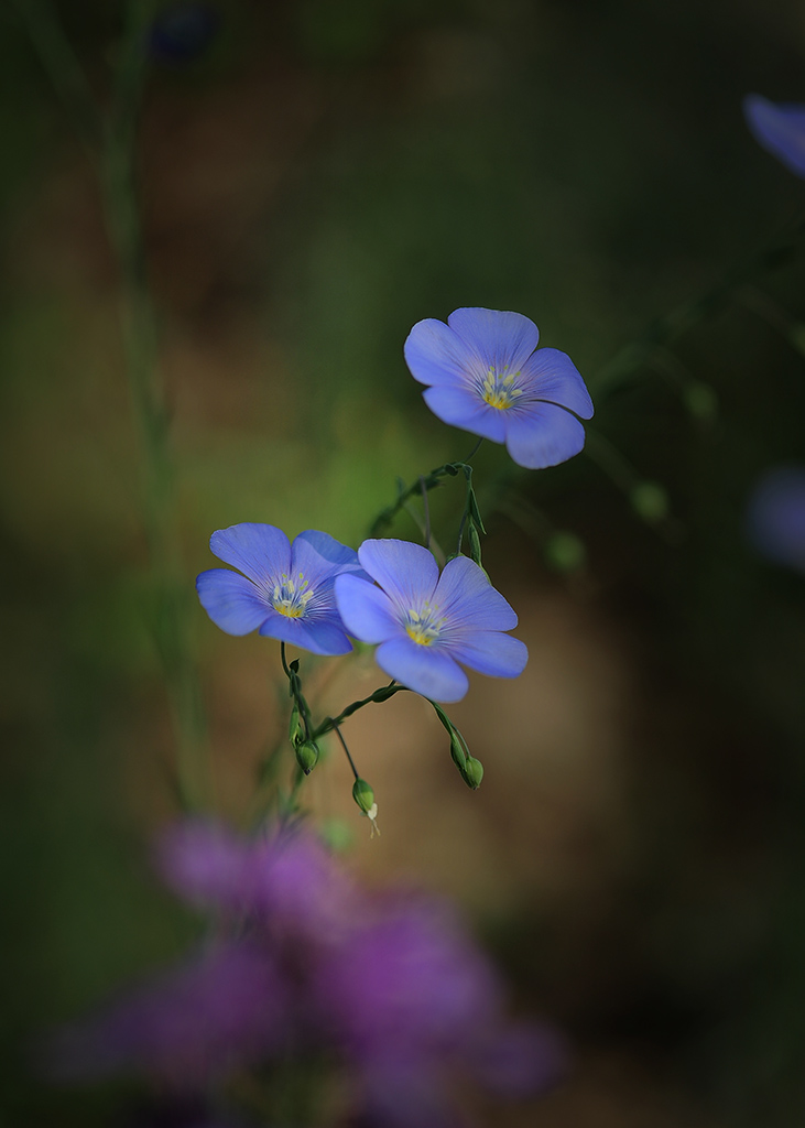 不与百花争艳  独领淡泊幽香 摄影 芝泰华