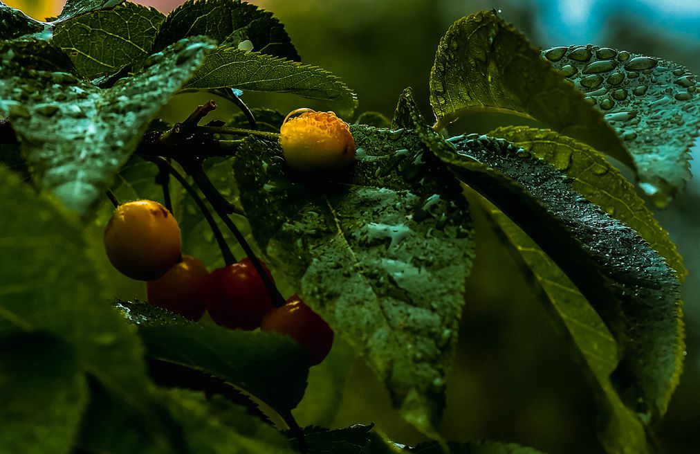 青岛雨中的樱桃 摄影 qdzp