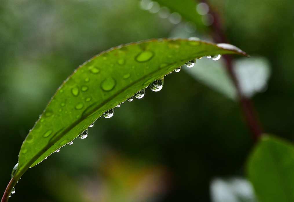 青岛雨中的水滴 摄影 qdzp