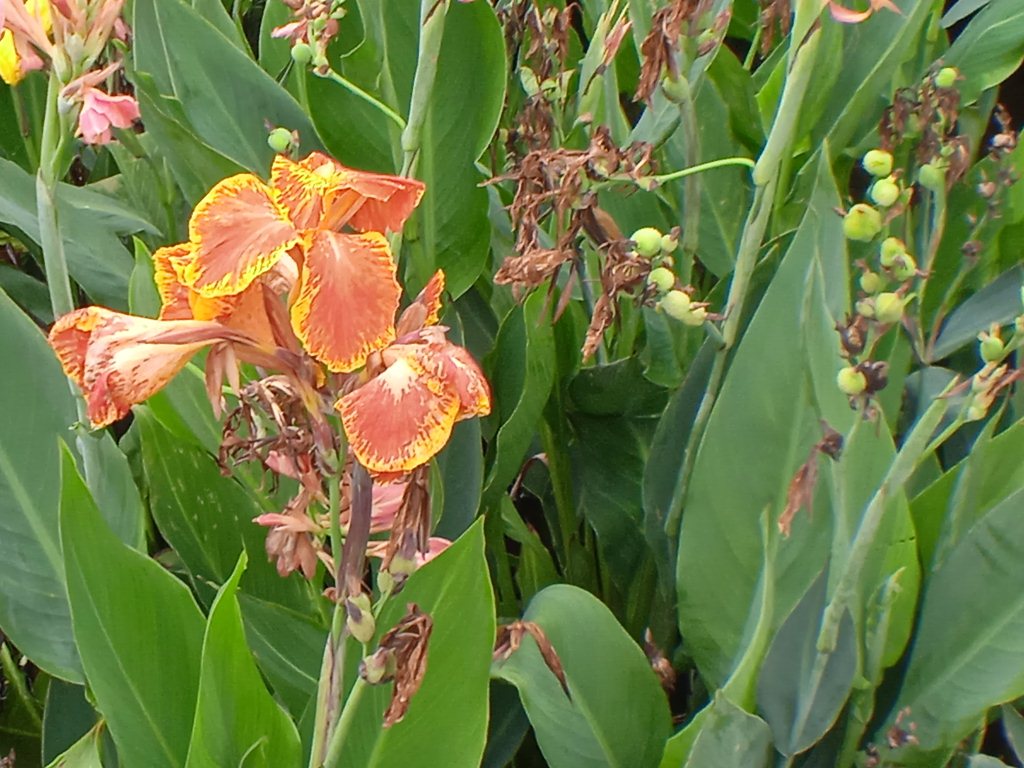 花花草草世界摄影 摄影 wffwq