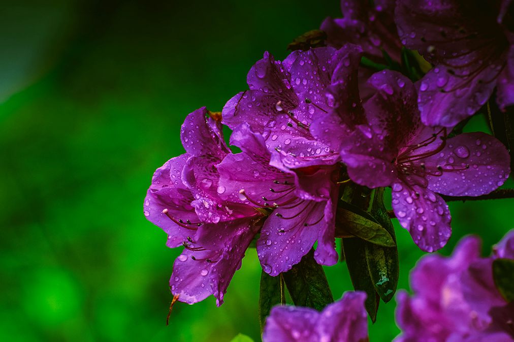 青岛雨中的杜鹃花 摄影 qdzp