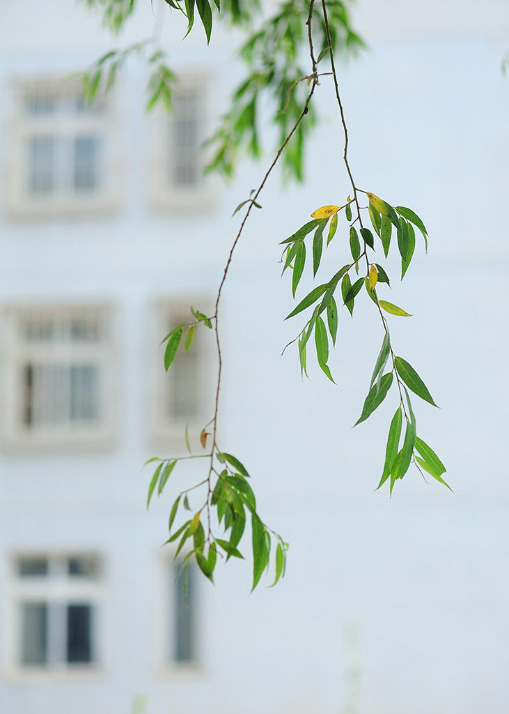 绿意 摄影 芝泰华