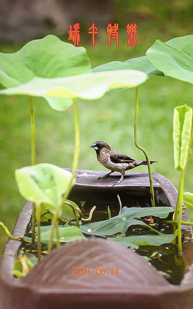 端午快乐 摄影 chuxiao