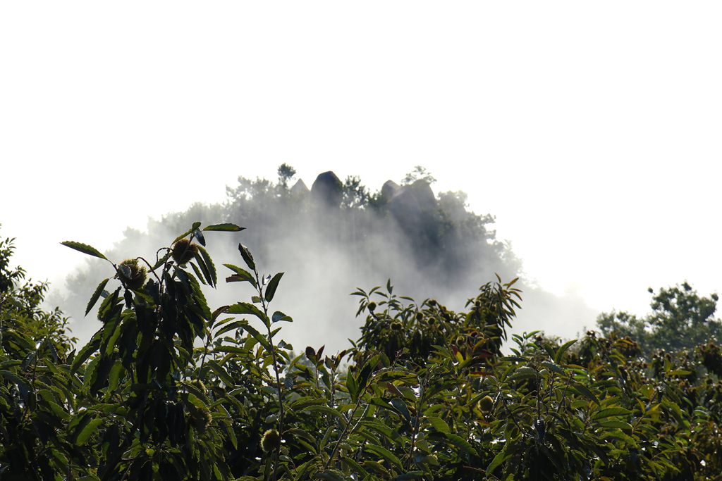 近树 近山 近雾 摄影 长焦微距