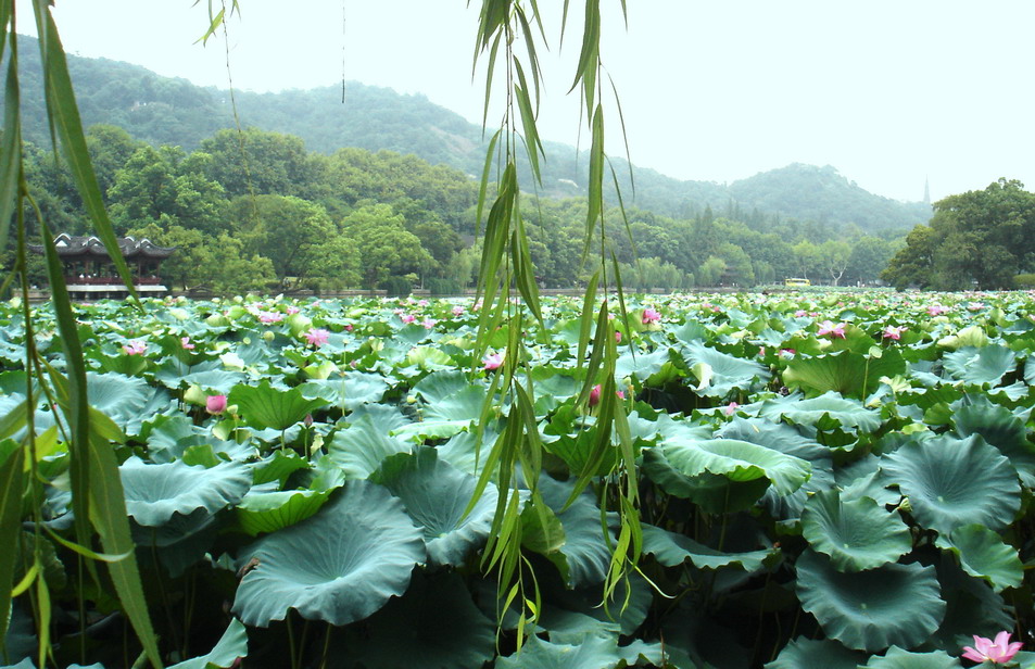 六月荷花别样红 摄影 王大任