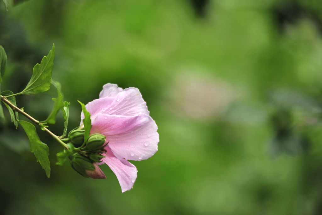 雨中花 摄影 小溪潺潺