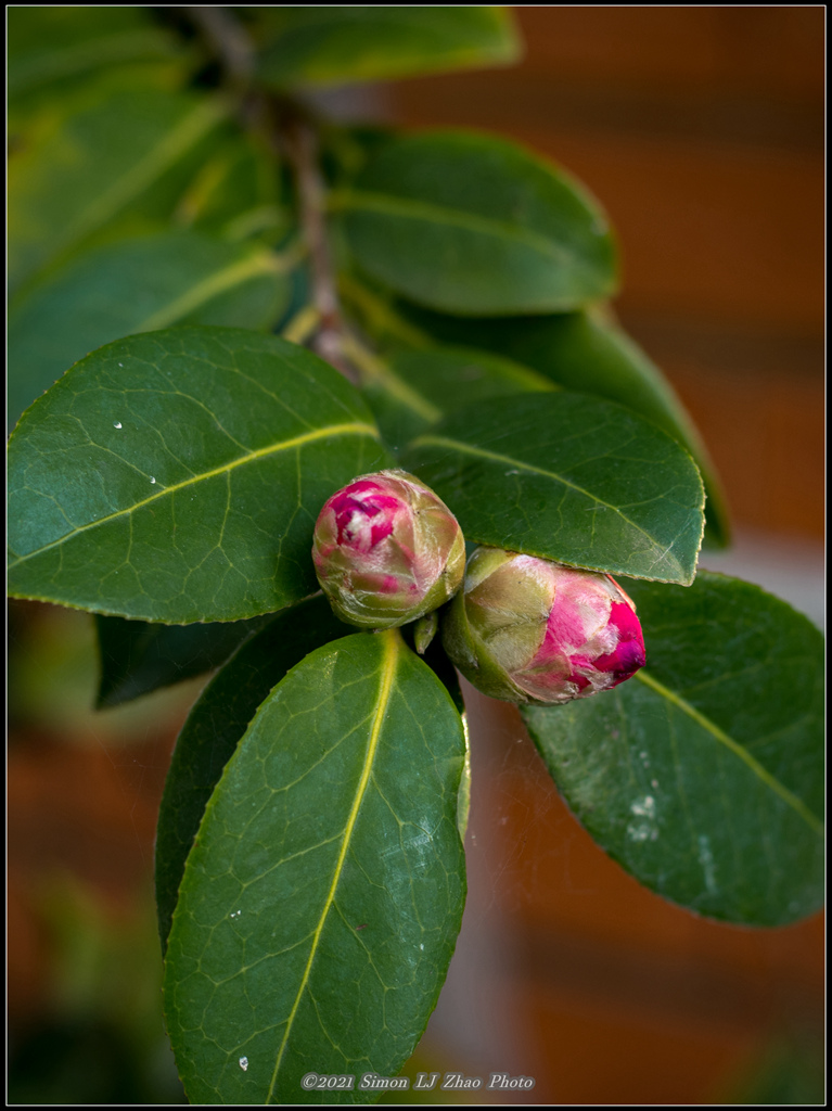 家里的茶花要开了！ 摄影 西蒙赵