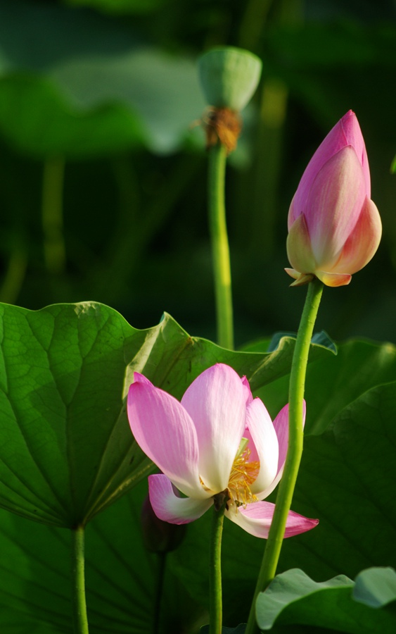 请欣赏夏荷 摄影 月亮2008