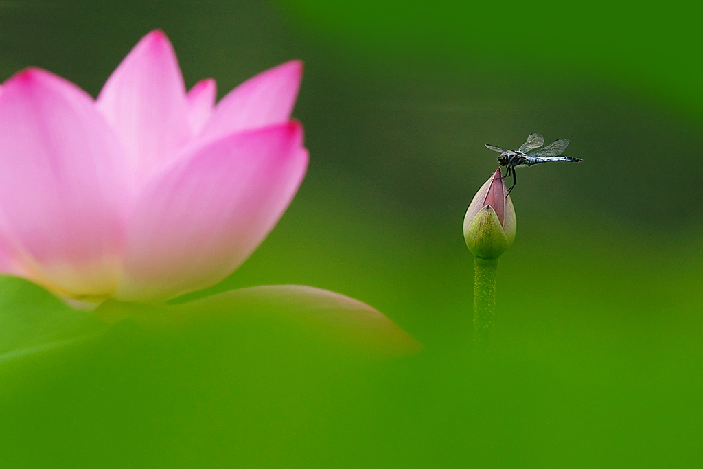 蓝蜻蜓 摄影 x奎