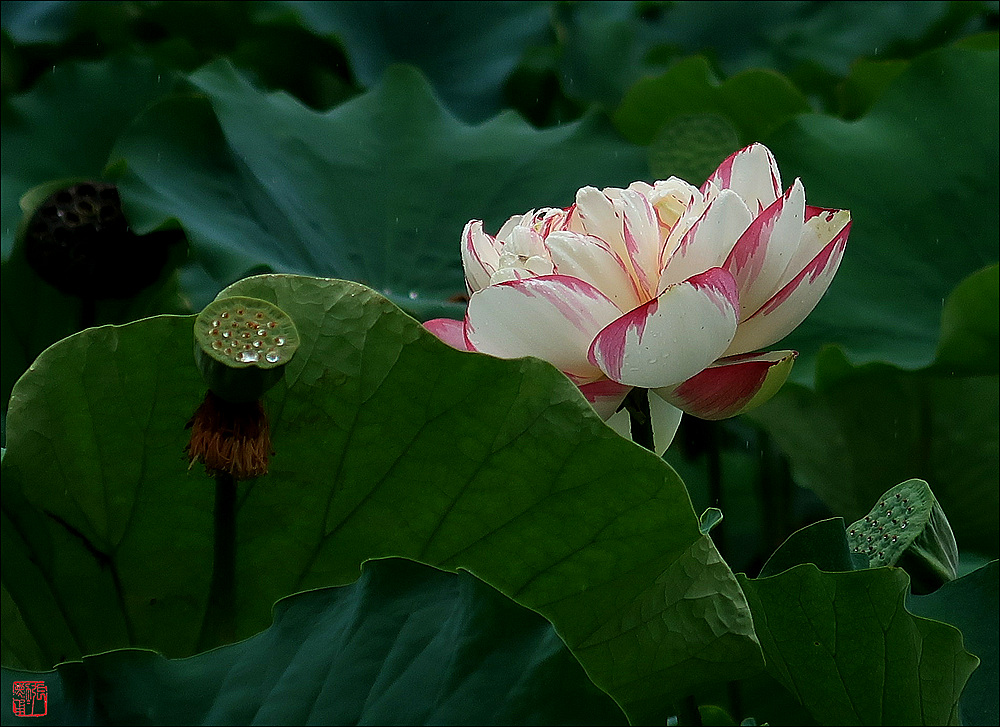 秋雨润荷 摄影 zhangxunyong