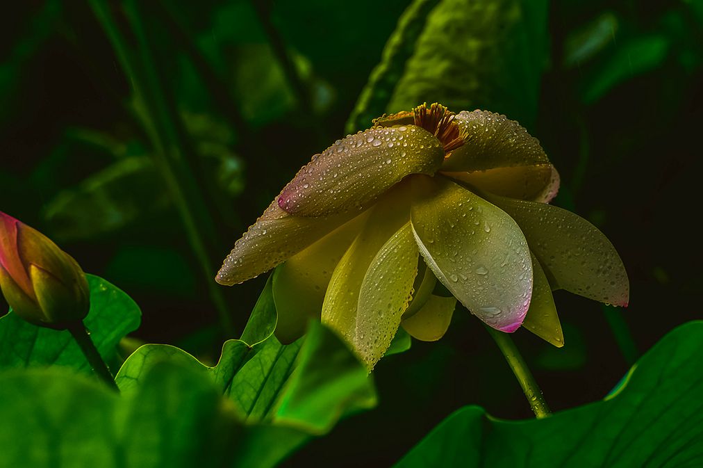 青岛雨中的荷花 摄影 qdzp