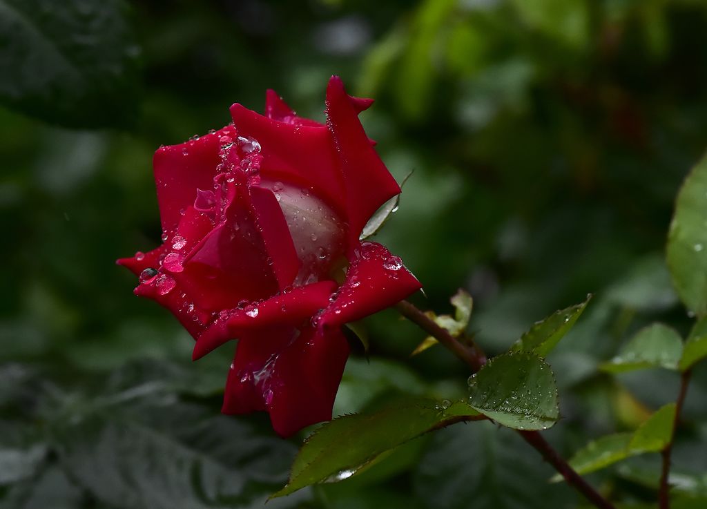 青岛雨中的月季 摄影 qdzp