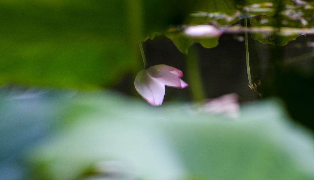 夏天记忆4 摄影 湘麓