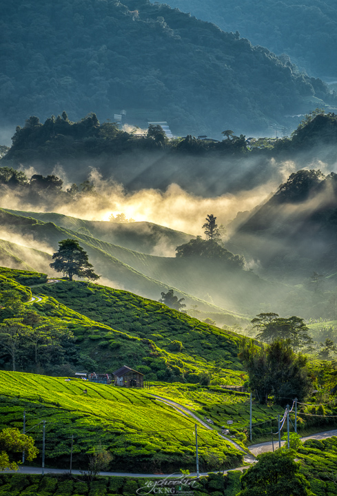 Boh Tea Plantation 摄影 chookia