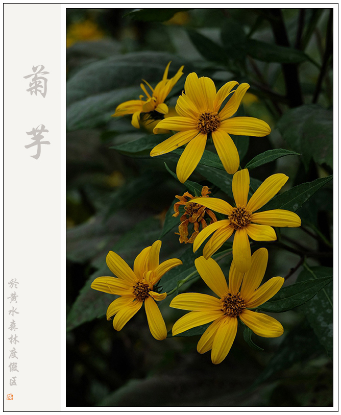 菊芋03 摄影 尹成