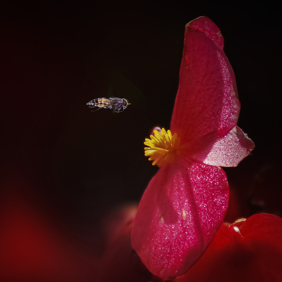 蜂花 摄影 木加木