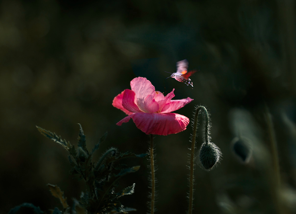 蜂花 摄影 木加木