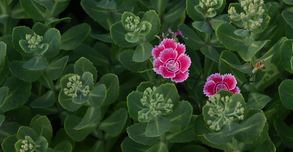 鲜花与绿叶 摄影 xiaotata