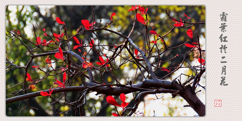 霜葉紅於二月花 摄影 丙戌八月