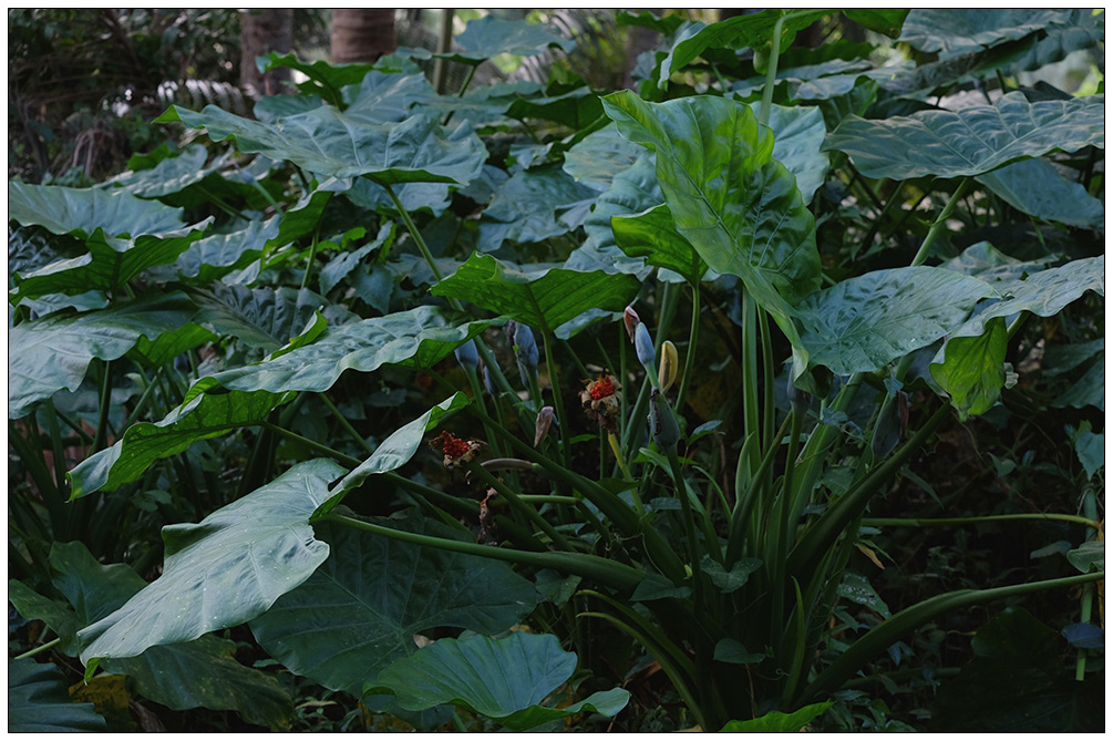 海芋（植株）【海南花果001】 摄影 尹成