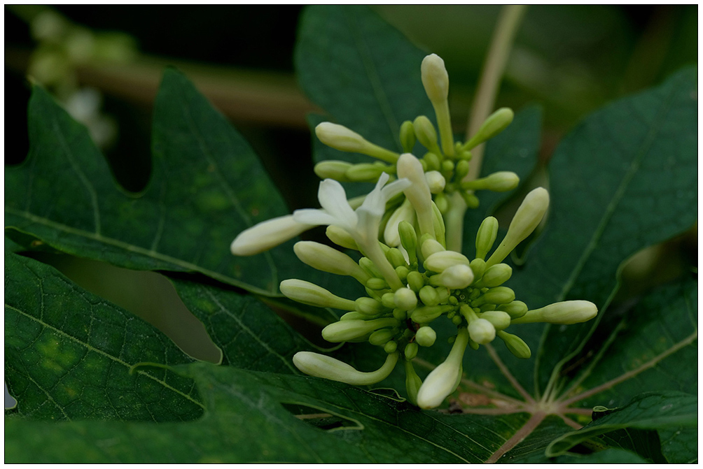 番木瓜（花）【海南花果005】 摄影 尹成