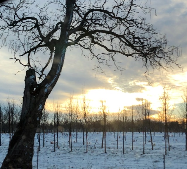 枯枝白雪夕阳 摄影 一介寒生