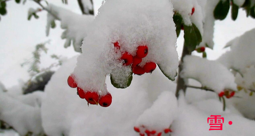 2022年的第二场雪 摄影 12SUNLIPING