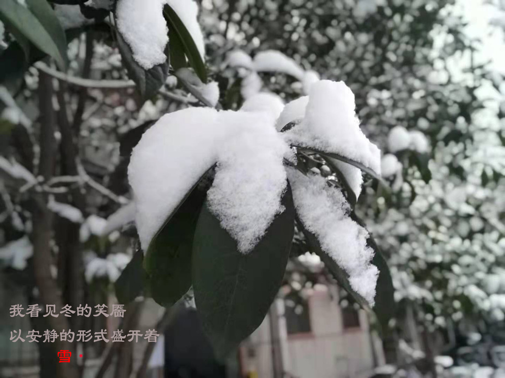 2022年的第二场雪 摄影 12SUNLIPING