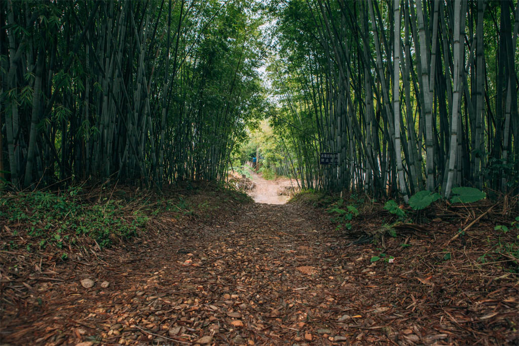 竹林小道 摄影 笨鸟后肥