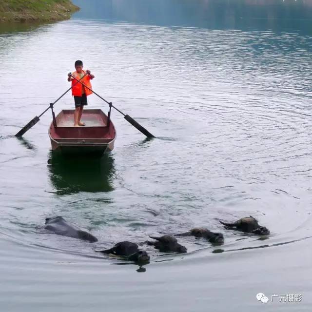 虎年戏牛 摄影 冰鸟