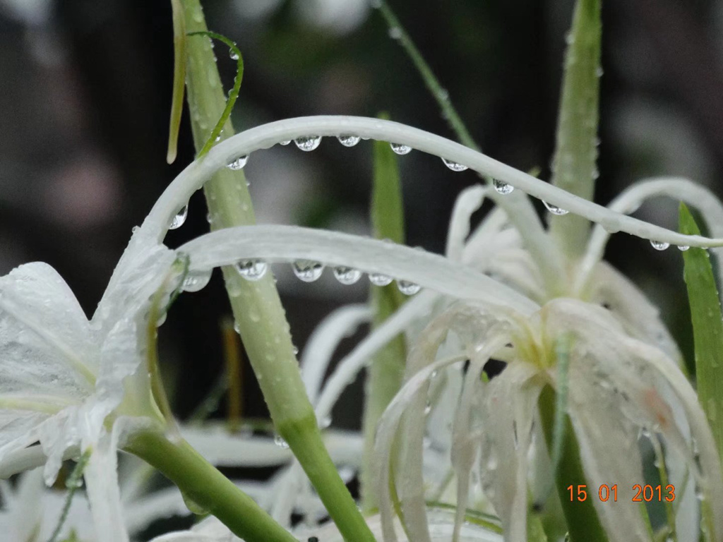 雨露 摄影 西部幽侠