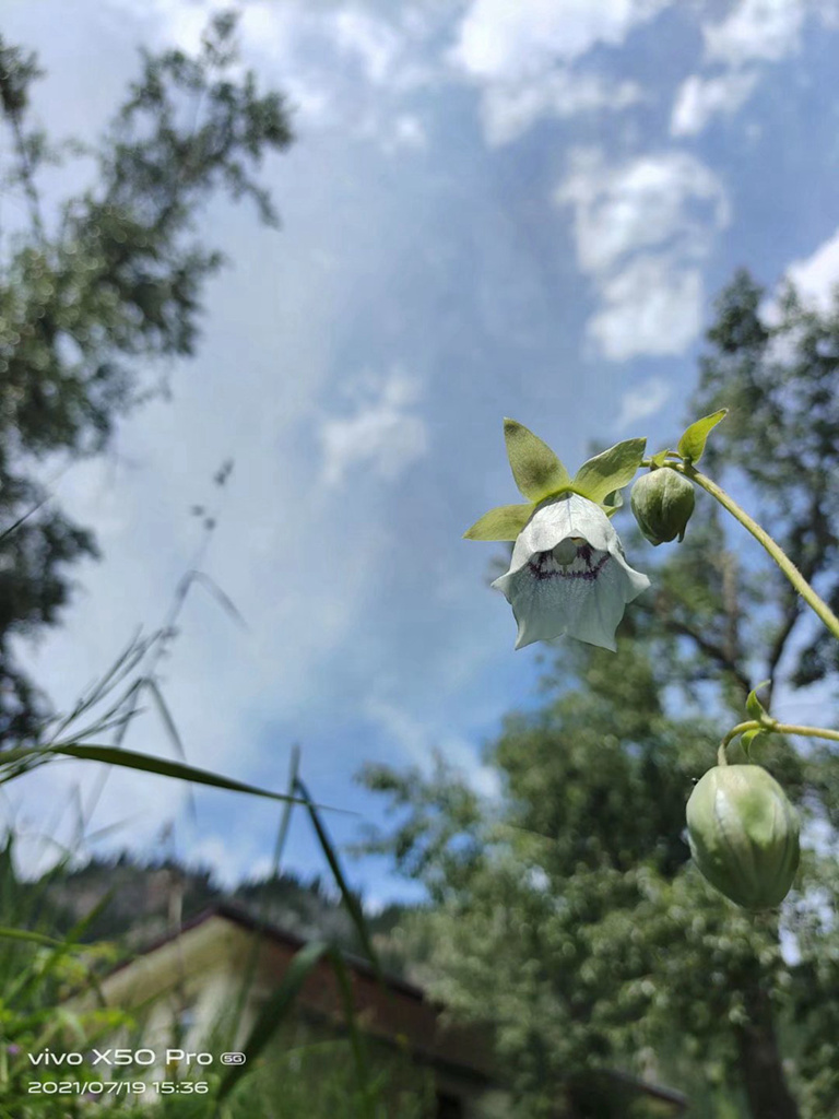 山花 摄影 西部幽侠