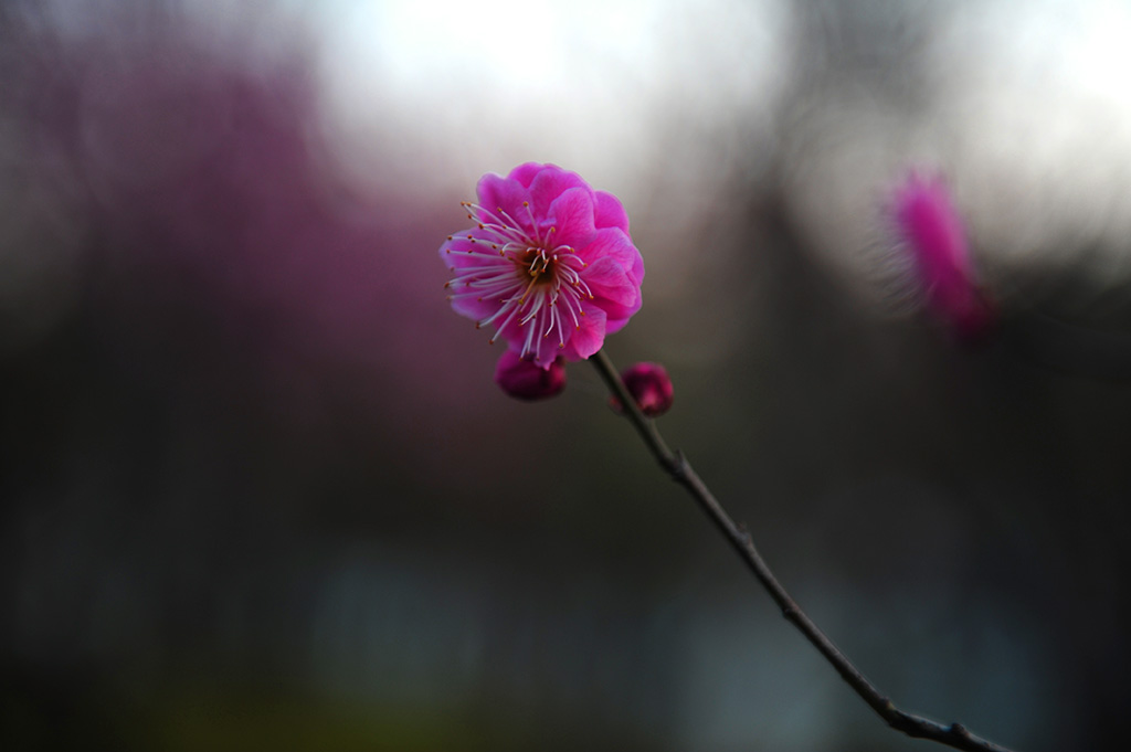 梅花贺春 摄影 大巴板人