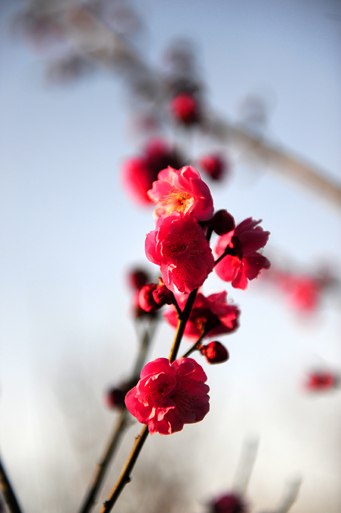 梅花贺春 摄影 大巴板人