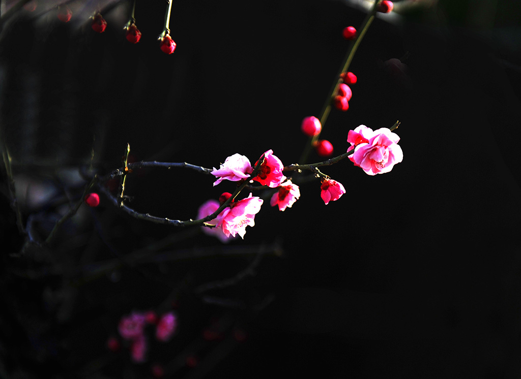 梅花贺春 摄影 大巴板人