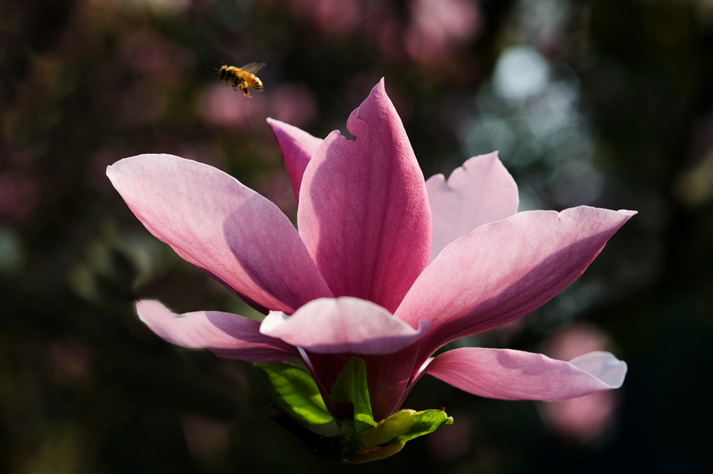 花蜜 摄影 弈天