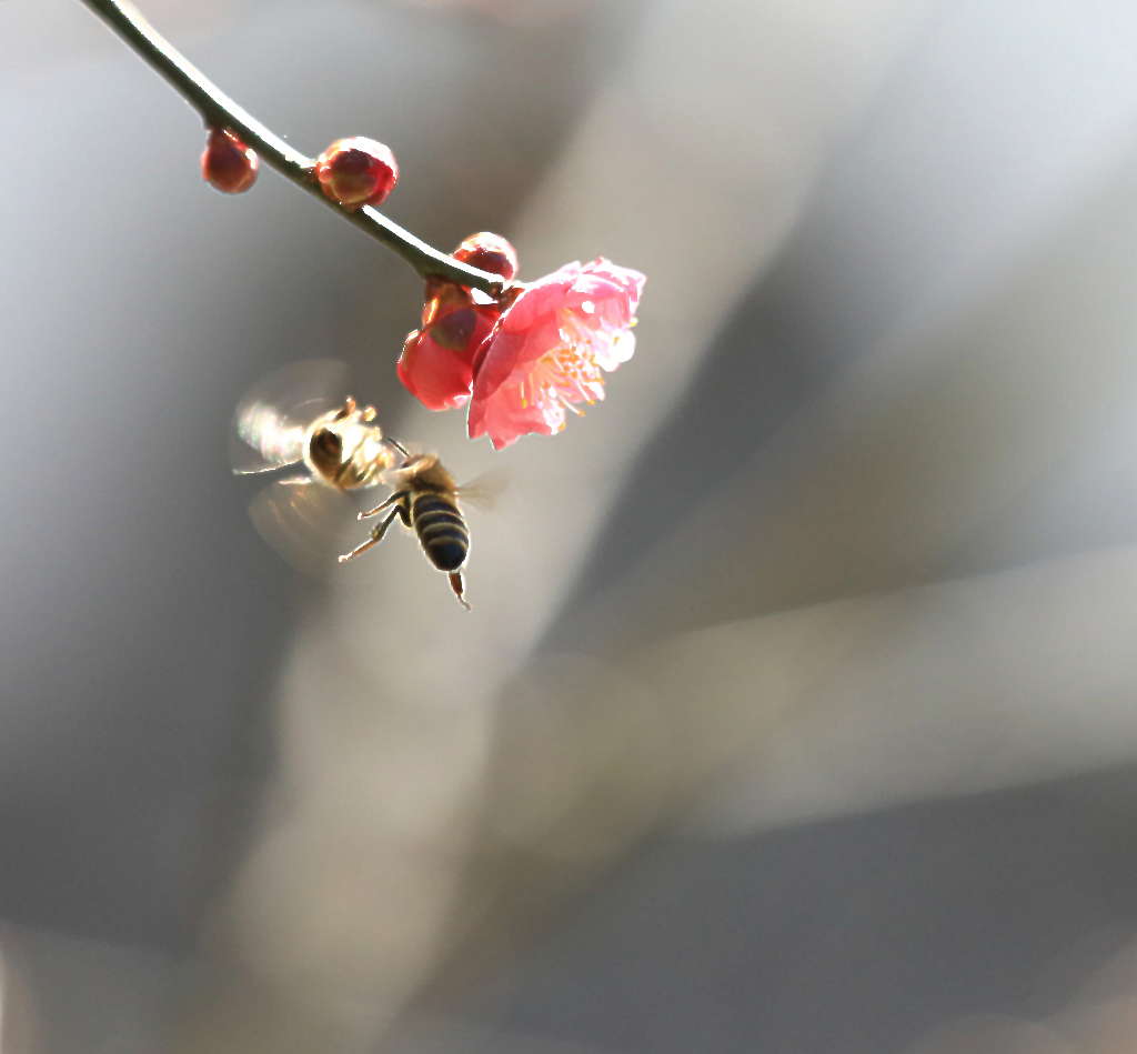 虎年初春蜂花恋4 摄影 三人