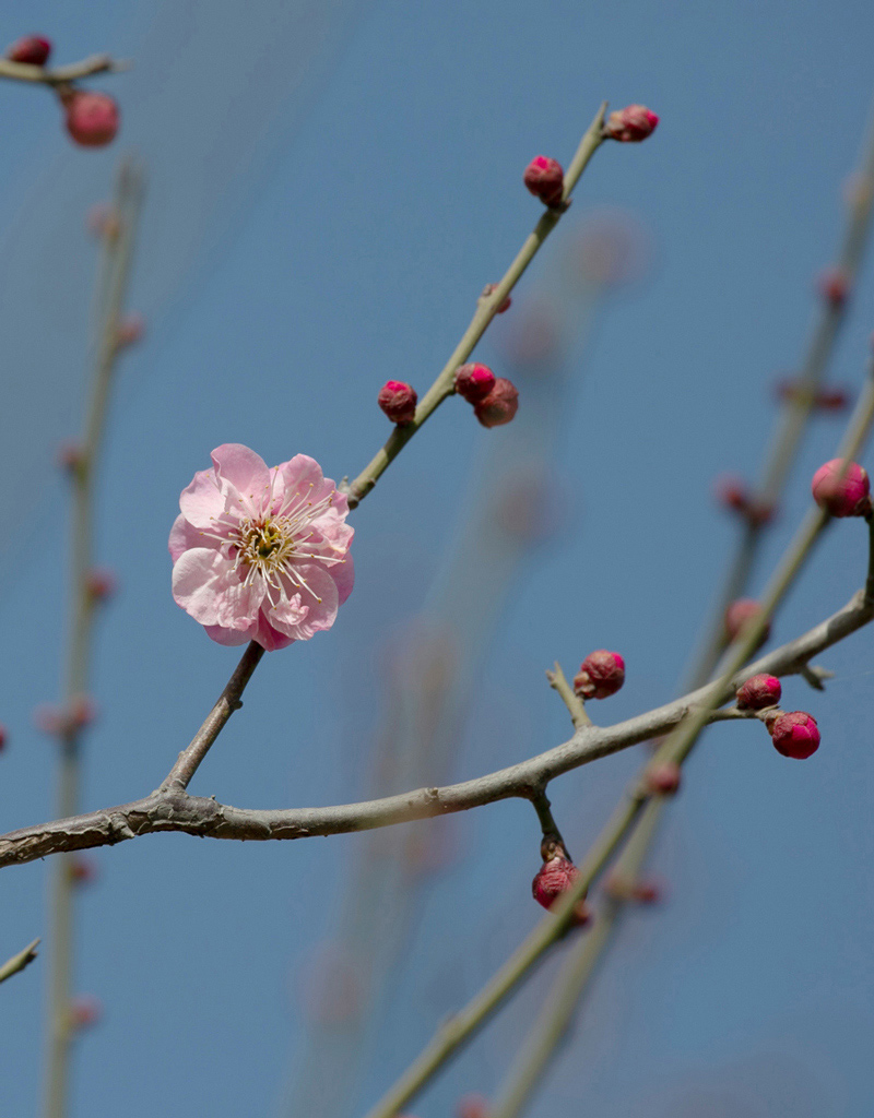 梅花 摄影 liuchun203