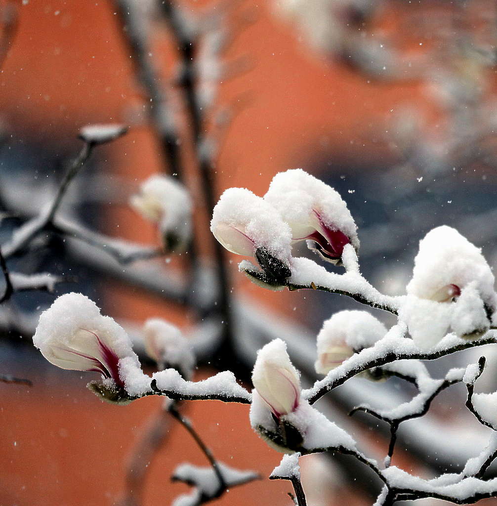 京城三月雪 摄影 三人