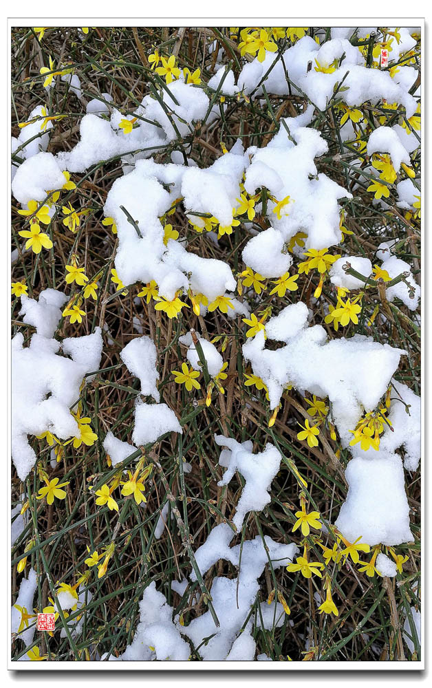 雪景1 摄影 lanqingyin