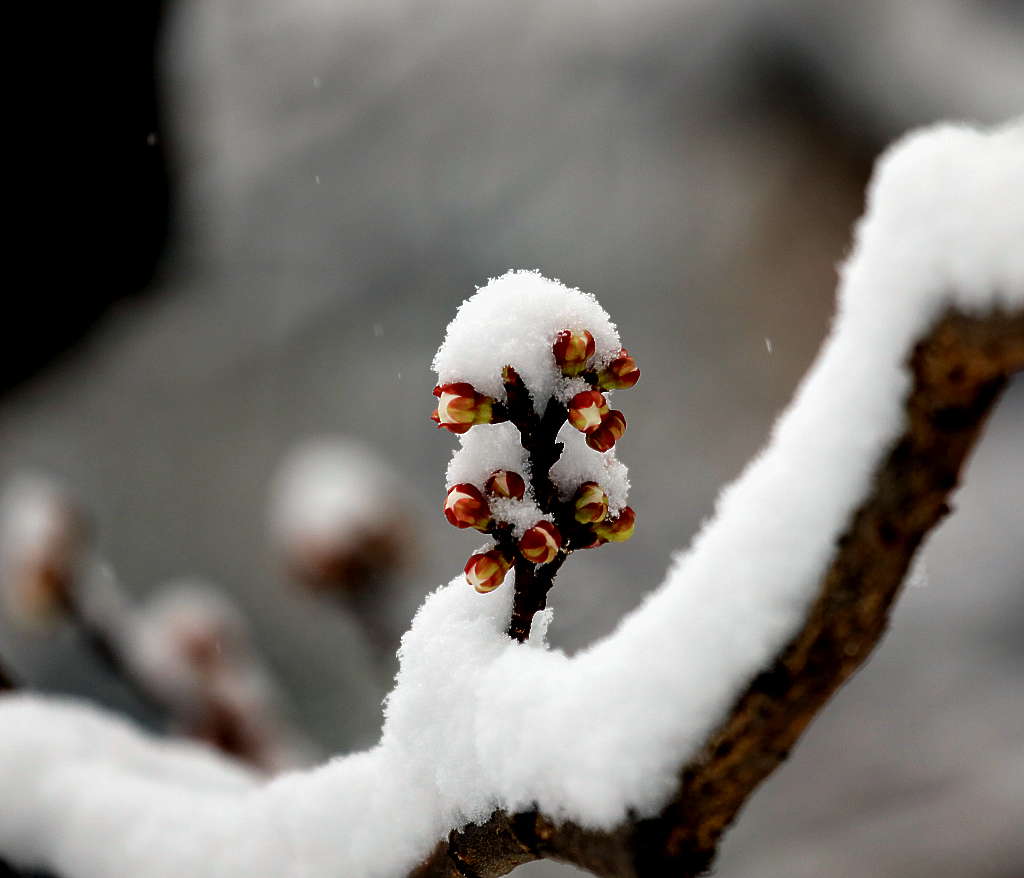 京城三月雪4 摄影 三人