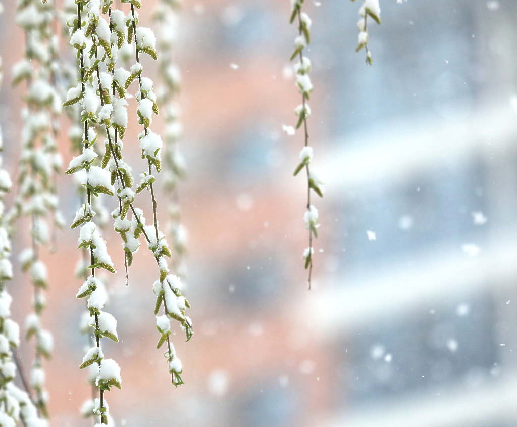 京城三月雪5 摄影 三人